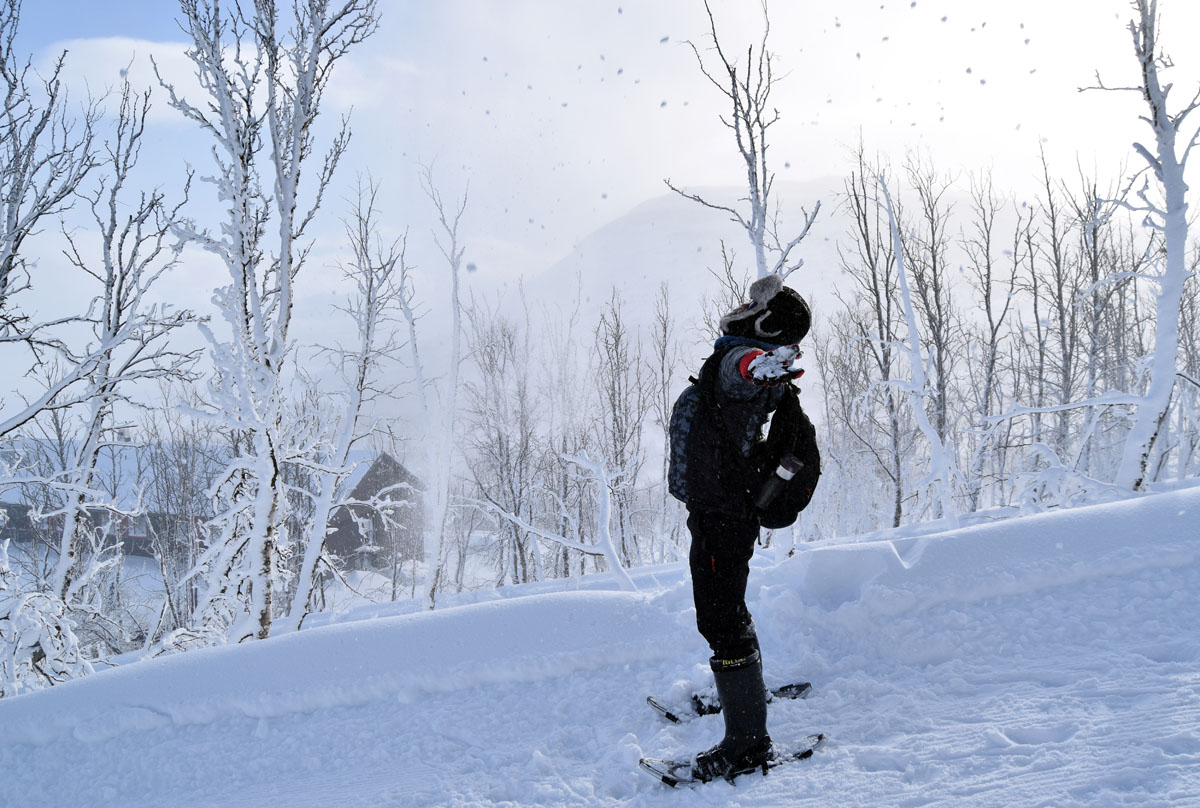 306期,極光,雪橇,哈士奇