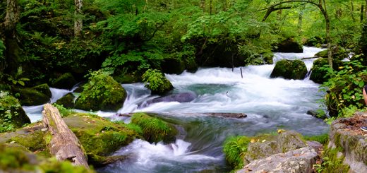行遍天下316,日本,東北,十和田,八幡平,秘境森林