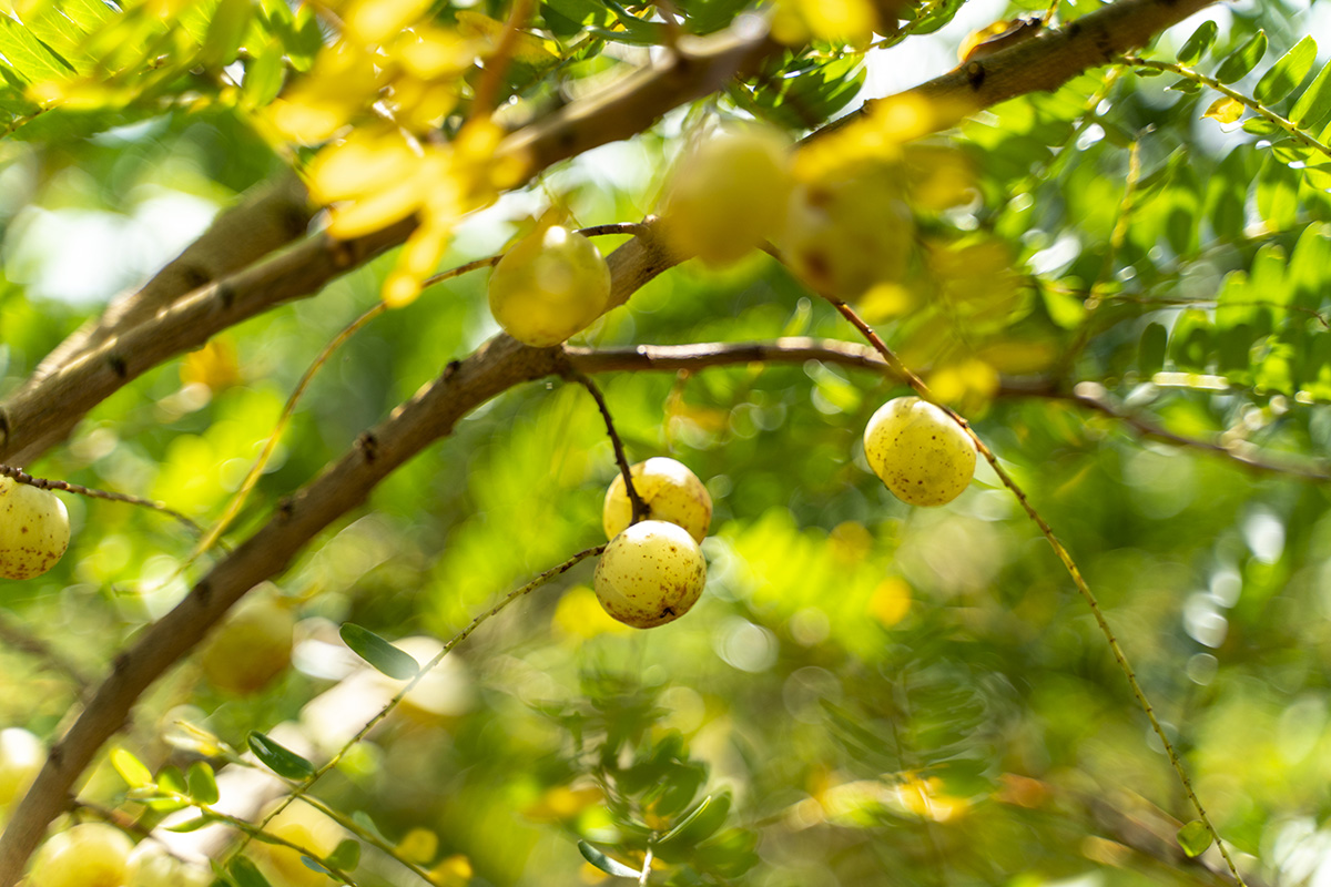 客家人的台灣在地機能食材，走一趟苗栗吃吃看