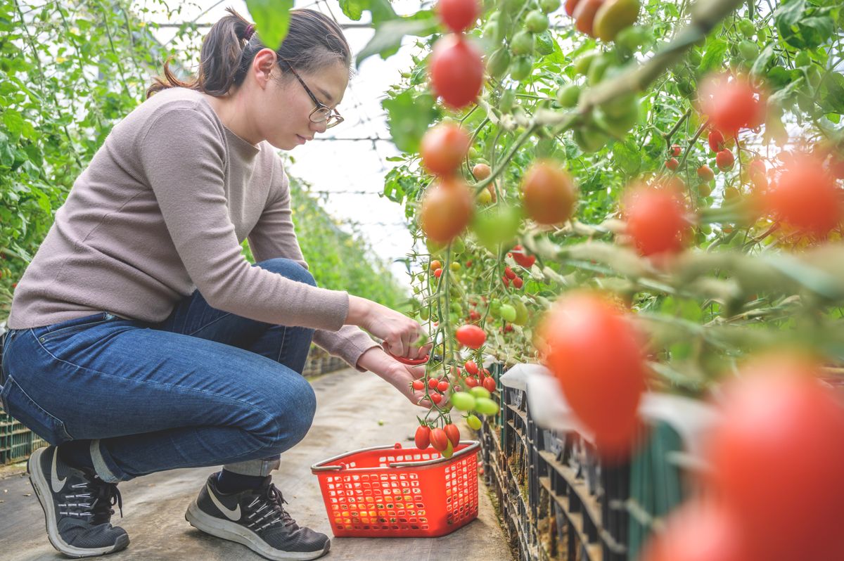 苗栗苑裡,採果體驗,番茄,親子