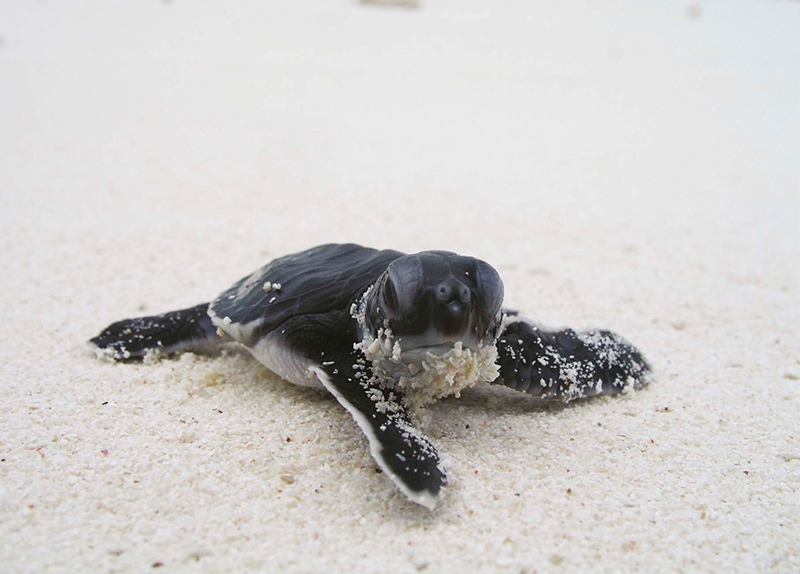 泰國,海龜,普吉島,環境生態