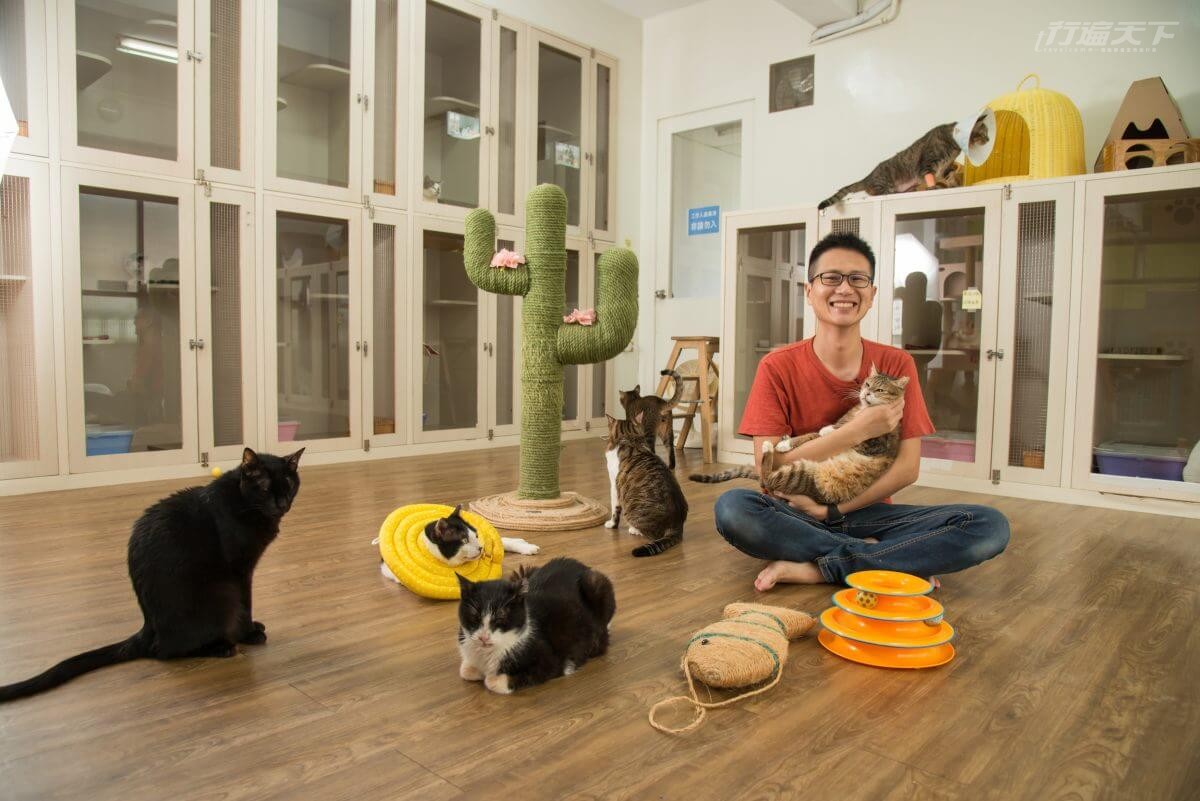 浪貓,喵爸,浪爸,父親節,動物之家,愛滋貓