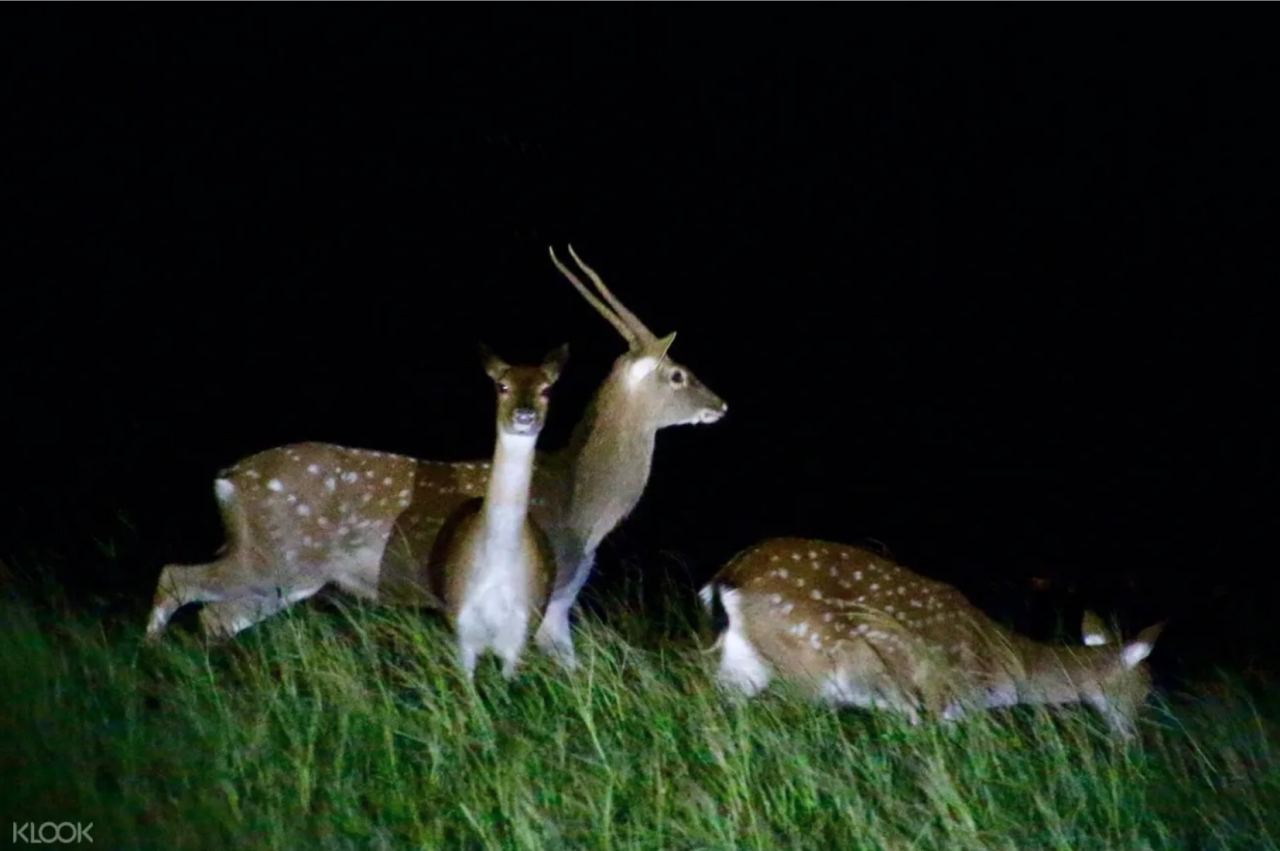 農曆七月,鬼月,旅遊禁忌,夜訪,惡靈巴士,怪物冰,梅花鹿,化石園區,妖怪村