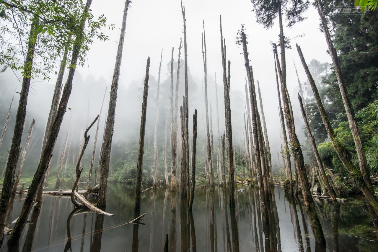 ▲忘憂森林水下水上同樣精采,是許多人熱愛的煙霧瀰漫的仙氣美地。