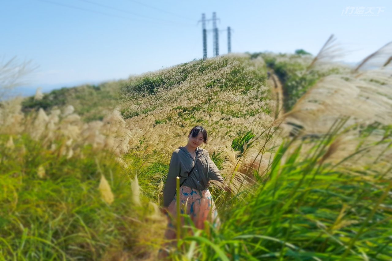 新北,樹林,三角埔頂山,芒草