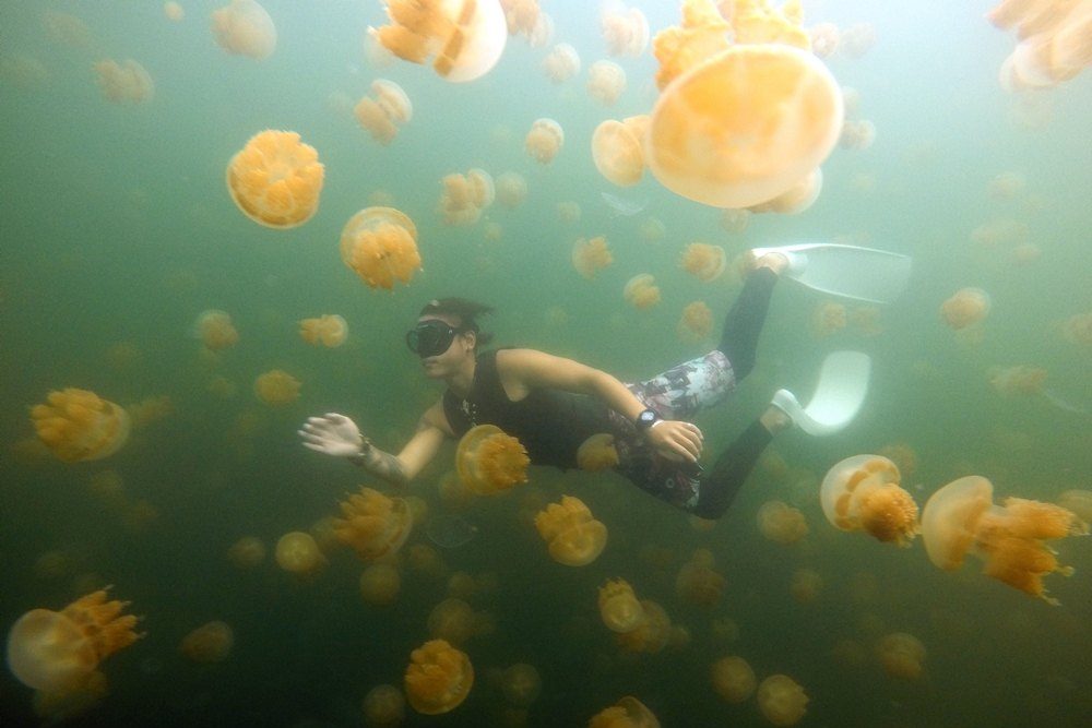 ▲帛琉共和國特有的金色水母湖。在水母湖浮潛是遊客到帛琉的熱門活動。(以下圖片提供:雄獅旅遊)