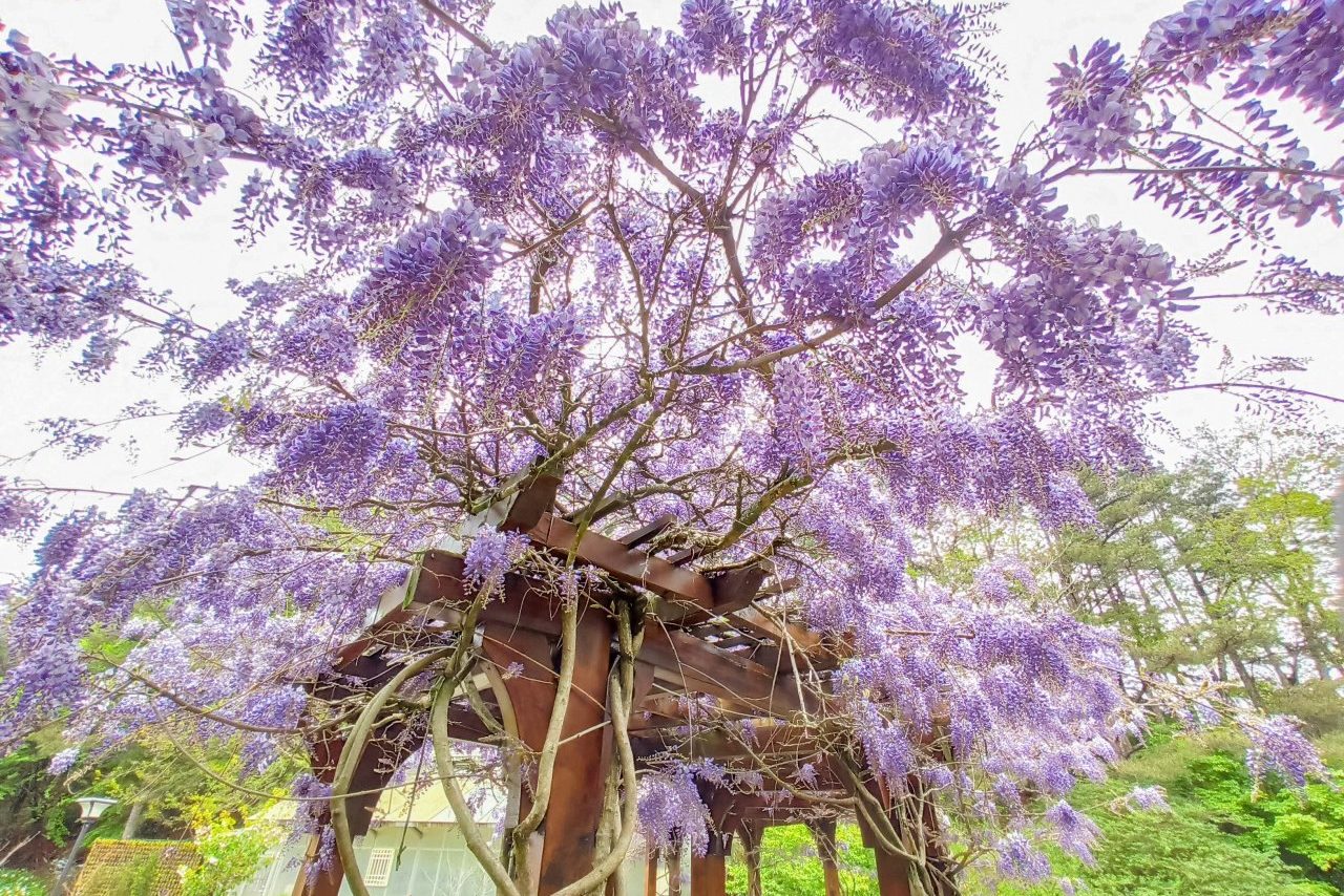 清境農場,武陵農場,福壽山,農場玩很大,住三送一