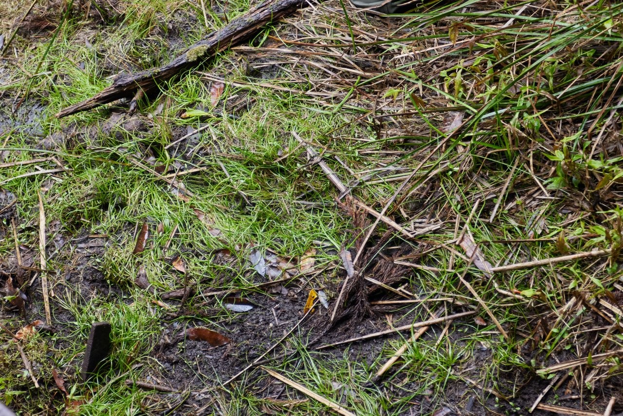 ▲夢幻湖的特殊植物臺灣水韭。