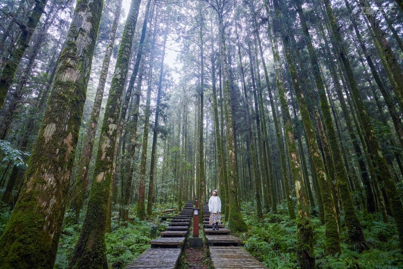 森林旅遊｜淨化心靈享受森林浴　這5個地方一定要走一遭