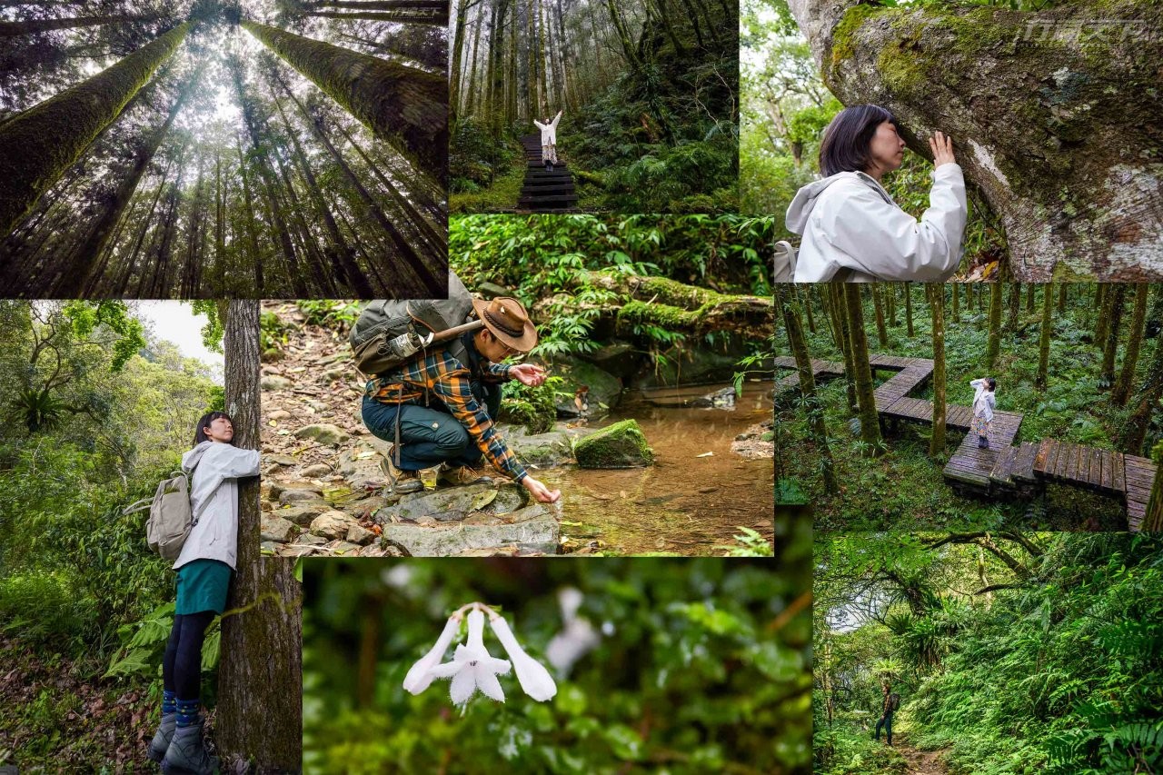 森林,拜訪森林,吳雲天,必做