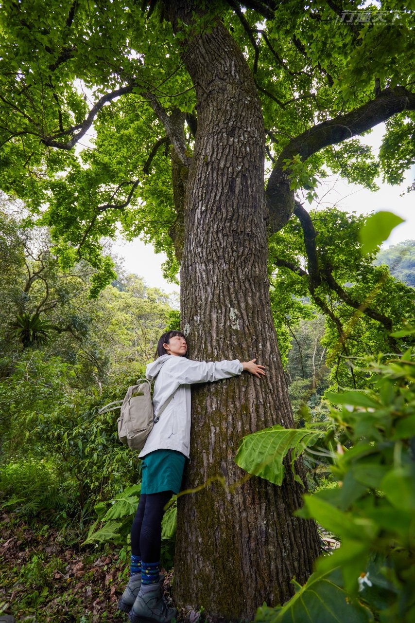 ▲仔細聆聽樹幹中水流動的聲音。