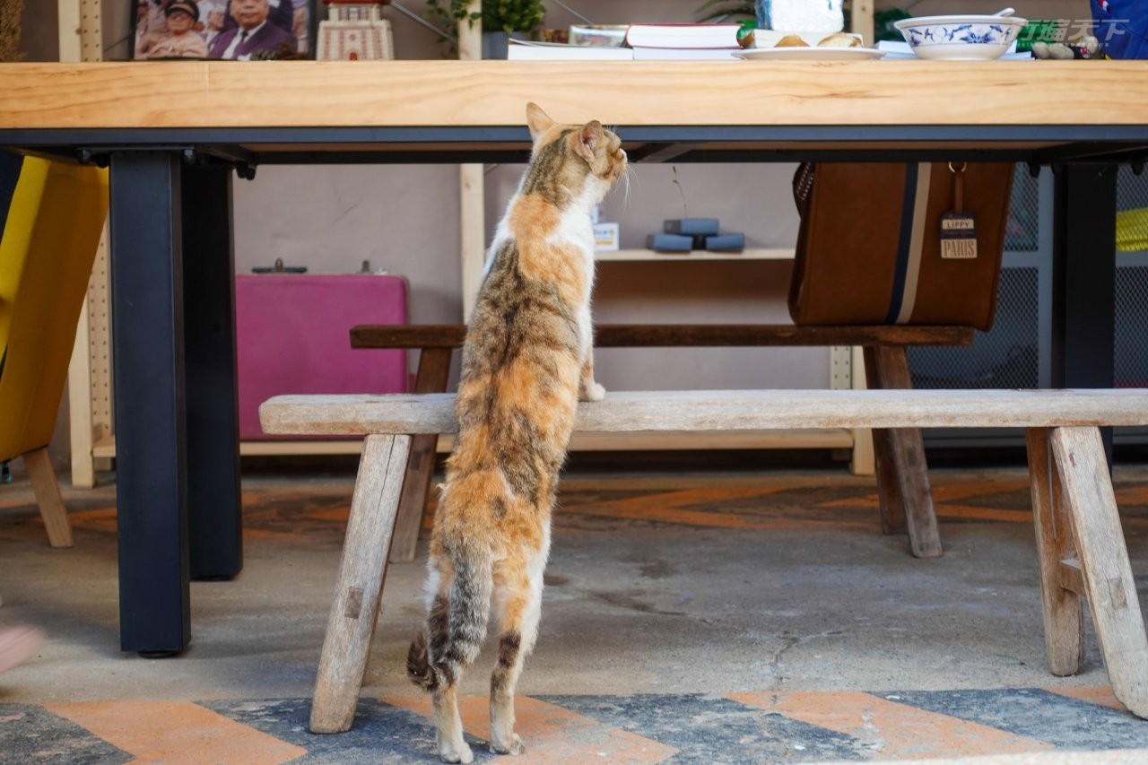 ▲連貓咪隨時都可以來串門子。