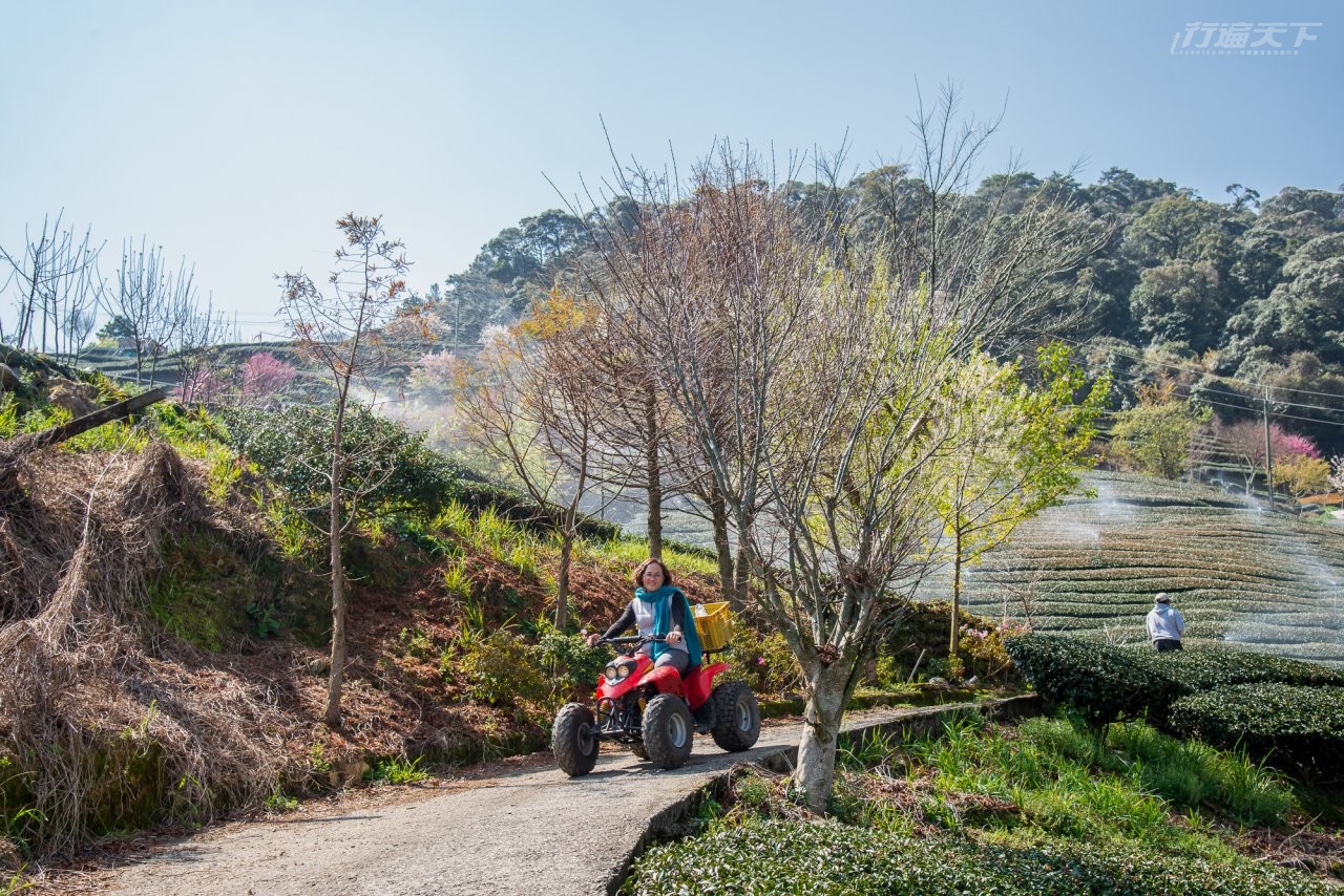 ▲騎上小牛車到處忙碌的古邁茶園主人婉萍。