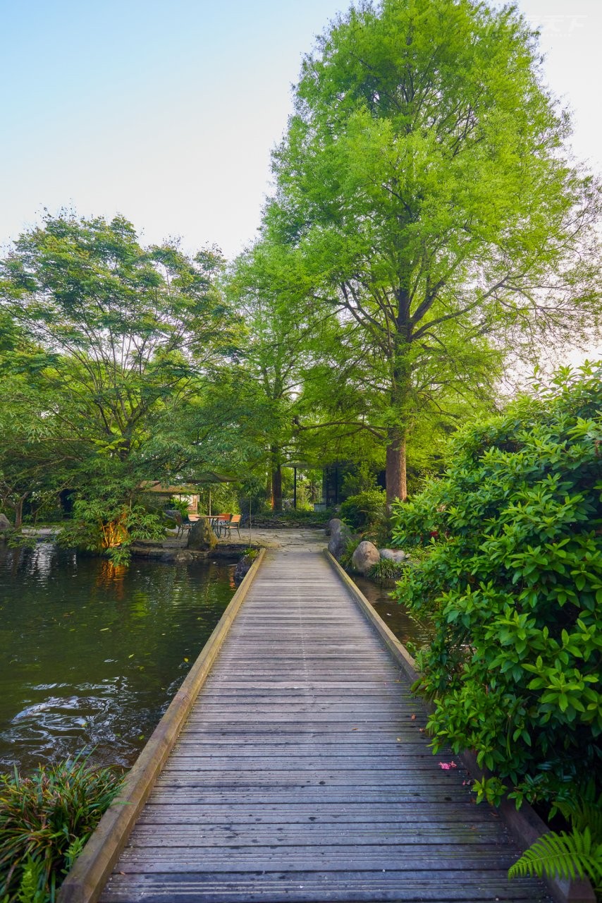 ▲農場步道四通八達,處處可見高聳入天的落羽松等多種樹木,水塘裡也養著許多魚兒,慢步園區很悠閒。