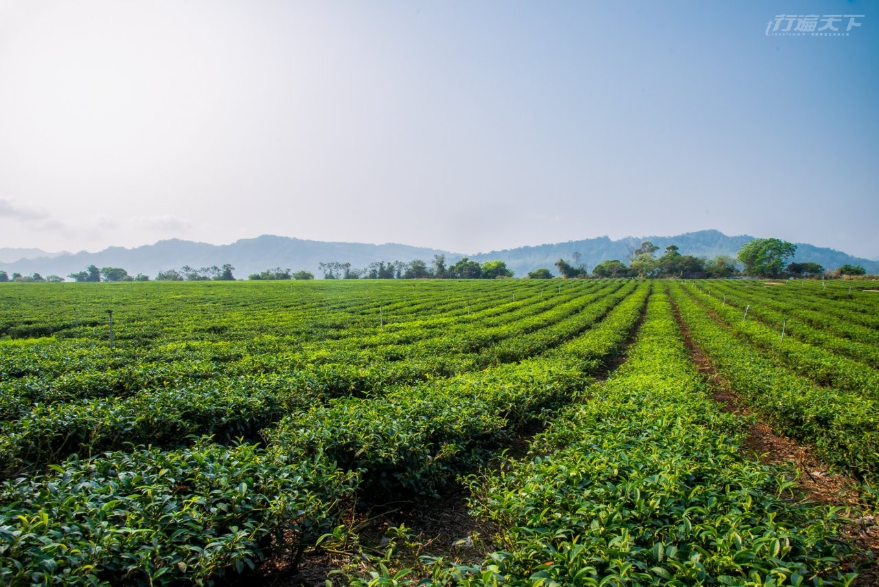 ▲還能到離鹿野高台不遠處的龍田藝術茶園走訪茶的世界。