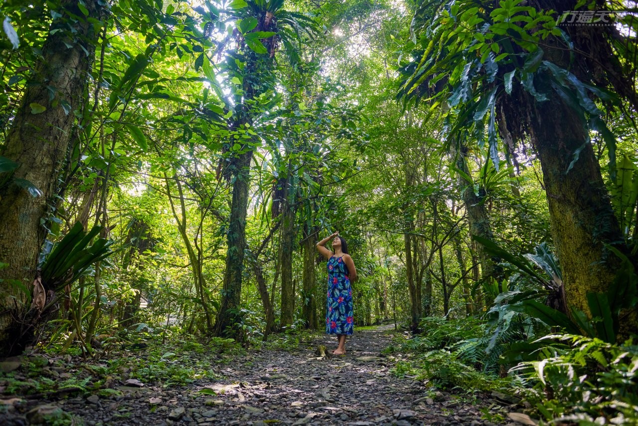 ▲除了建築附近大片落羽松,多走兩步就進入茂密的黑板樹、青楓等原始森林步道。