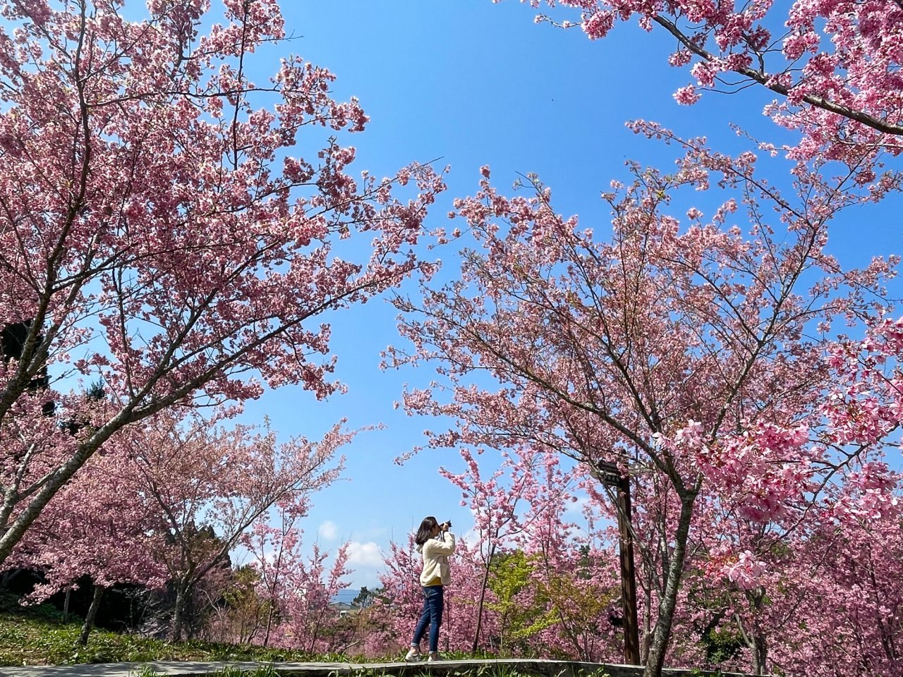 ▲福壽山農場千櫻園盛開一路到4月初，接續古邁茶園周邊櫻花也會持續至4 月底。