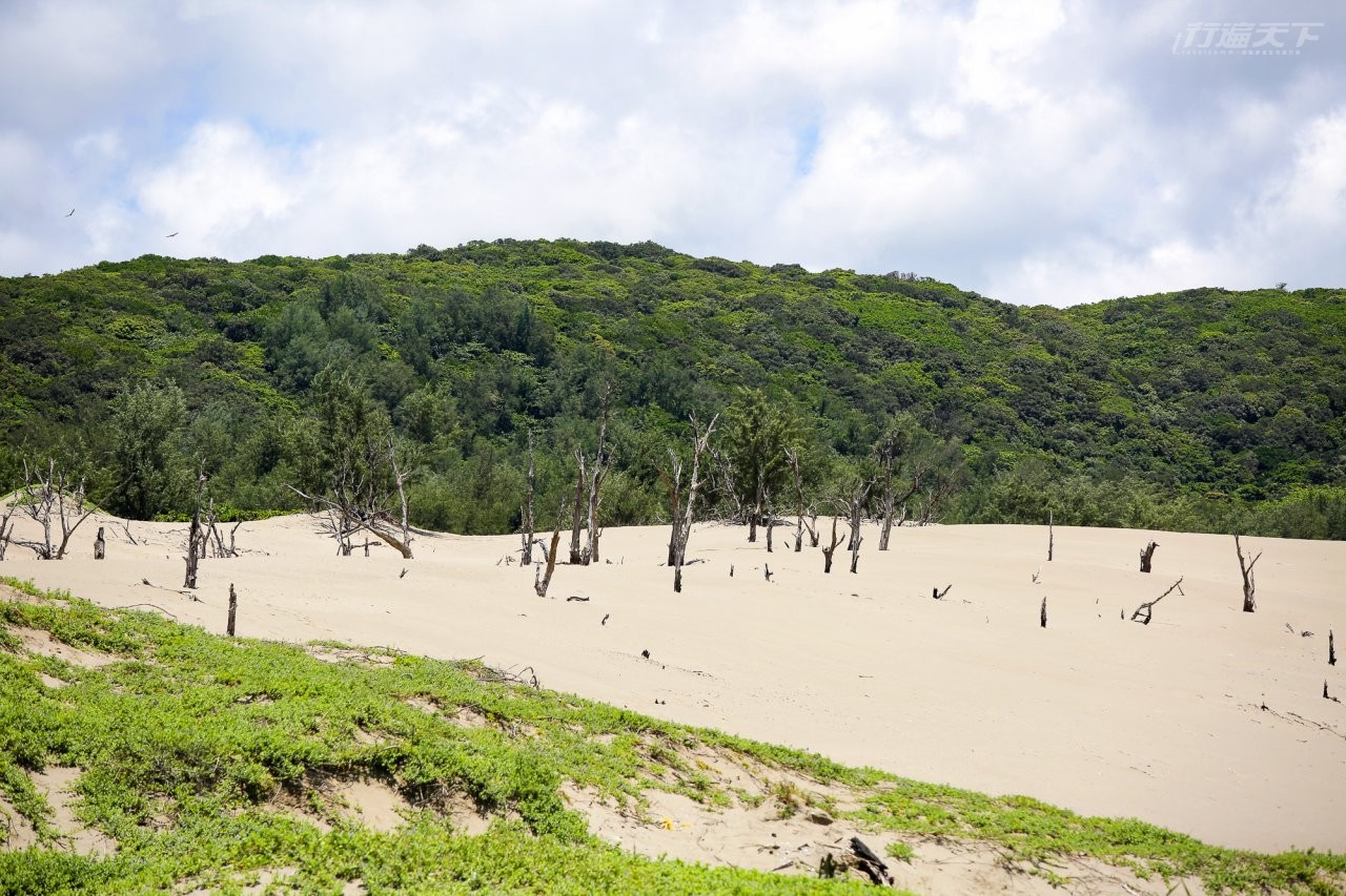 ▲台26線71K附近的港仔沙漠景觀區,受落山風影響行程大片沙丘,乾枯木麻黃稀稀落落,烈日下與海風,宛若置身海邊沙漠。