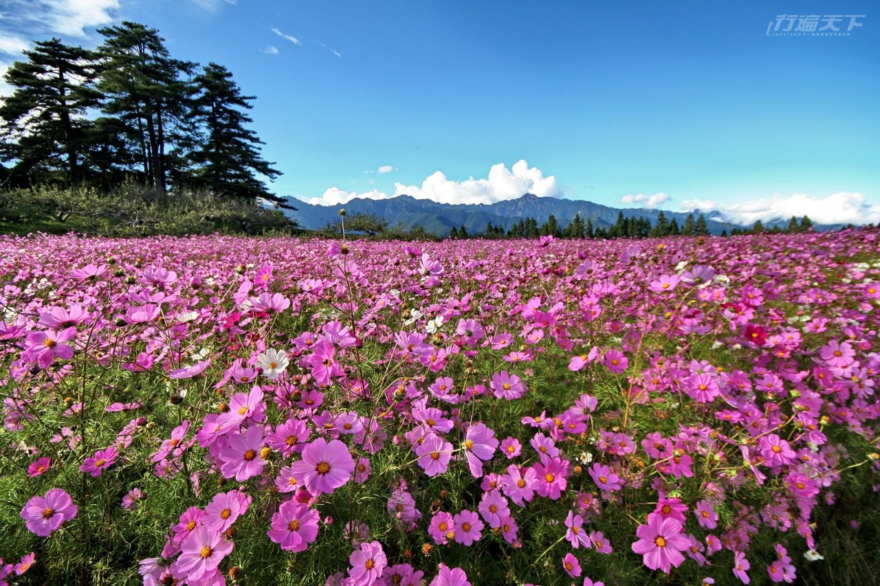 ▲有著雪山山脈為背景的大波斯菊,是福壽山紅葉季之前的一大焦點。