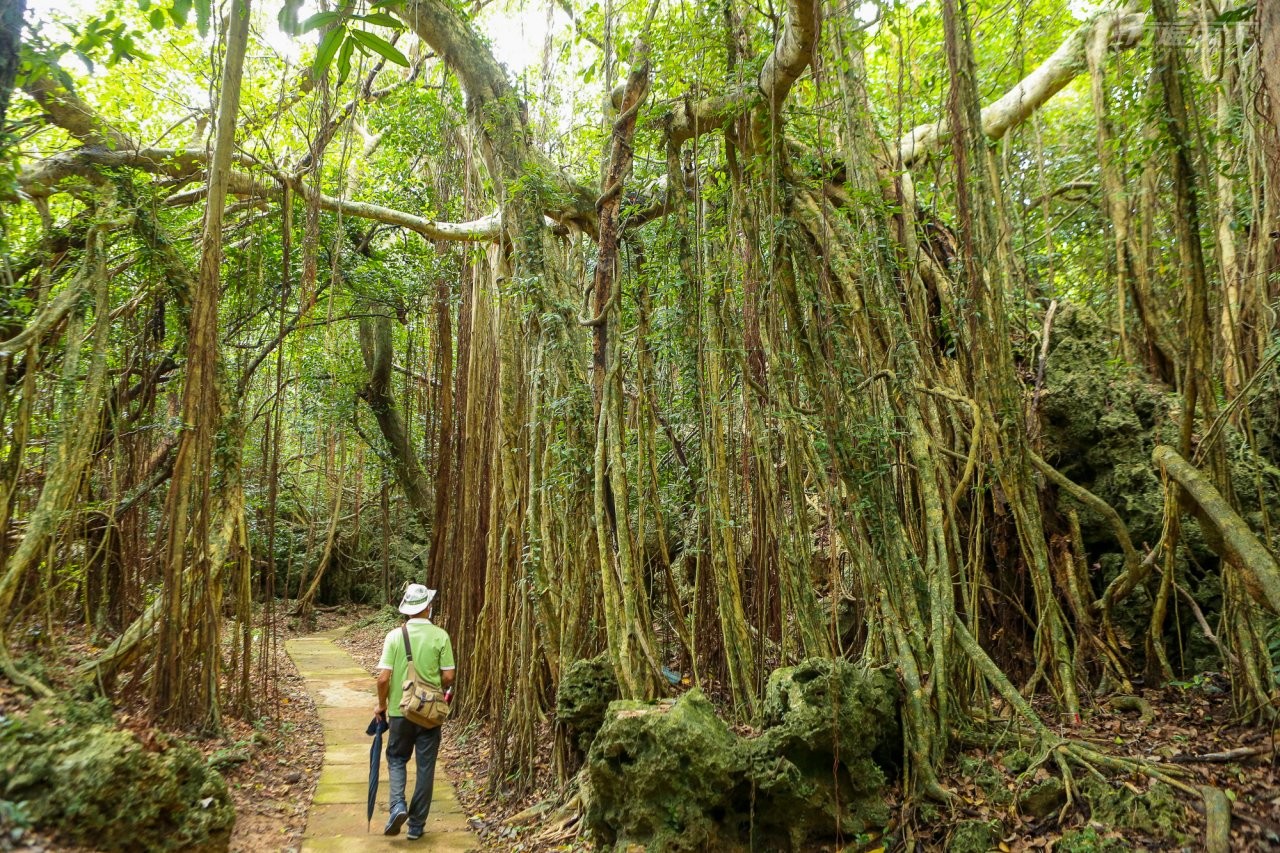 ▲不在導覽地圖的隱藏版景點古榕道,小徑兩旁遍佈白榕,盤根錯節,氣根、支柱根,千枝百柱,景致不輸港口白榕園。