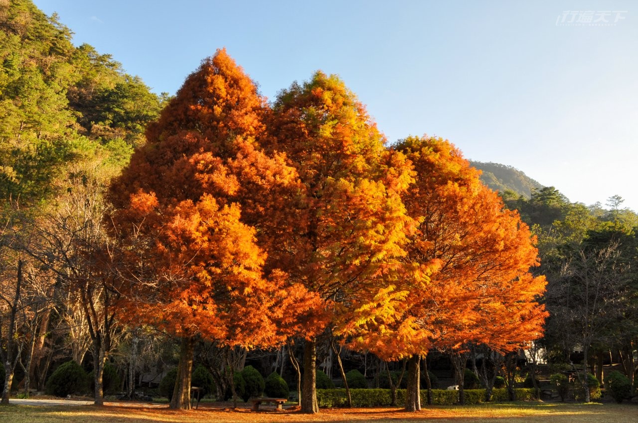 ▲位於綠野山莊前的三棵碩大落羽松入秋時會逐漸轉為燦爛火紅,周邊有大片寬廣草皮,如此美景讓奧萬大秋冬充滿北國風情。(圖/奧萬大國家森林遊樂區提供)
