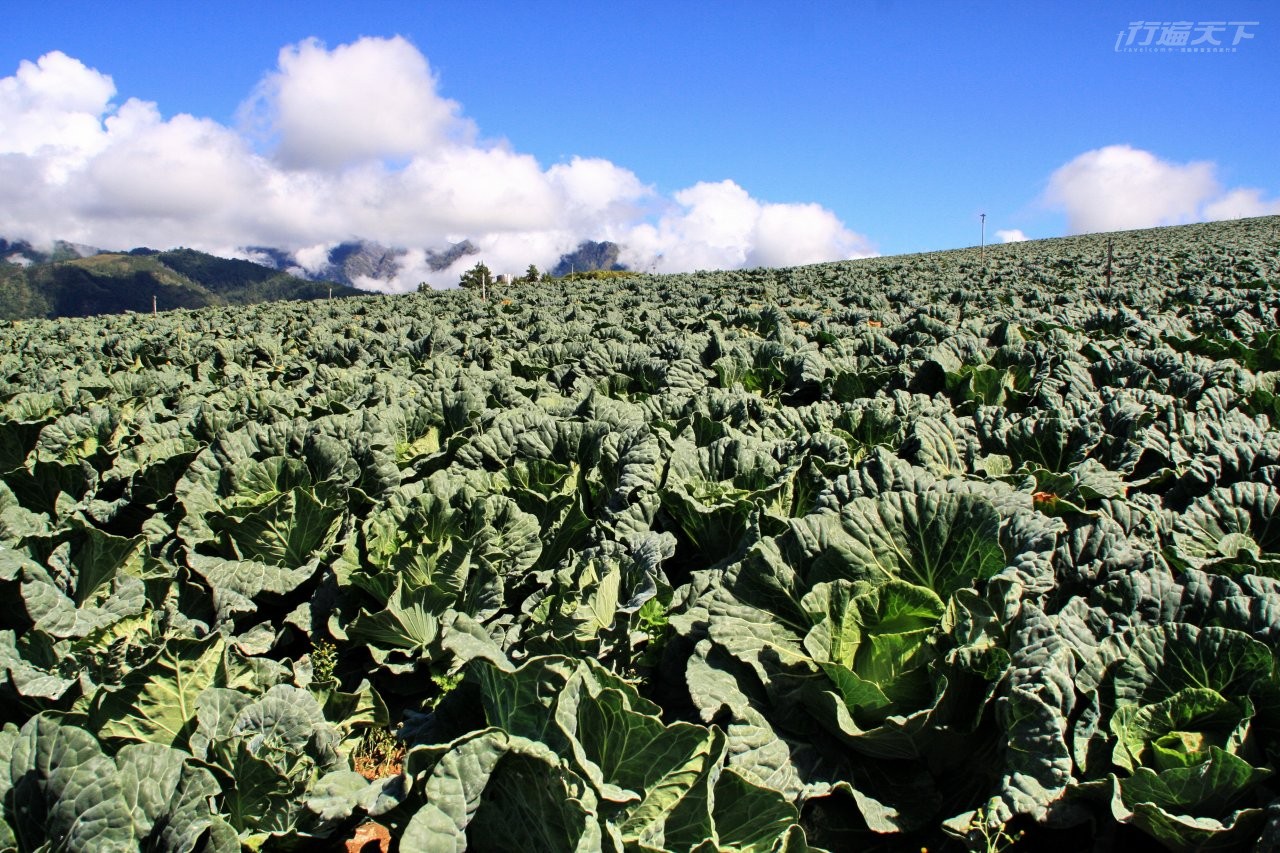 ▲隨著地勢起伏綿延的高麗菜田,也是福壽山給人的經典畫面。