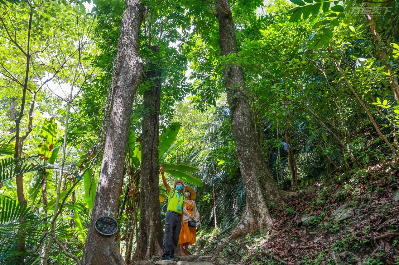 ▲全長1.82公里的森林浴步道,坡度平緩輕鬆好走,步道穿過大葉桃花心木、光蠟樹林,夏日十分涼爽,是園區最推薦的步道。