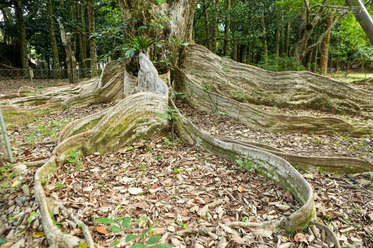 ▲台灣現有銀葉樹中量體最大的板根，主要有8個板根從樹幹向外延伸，最長達10公尺，最高達180公分。
