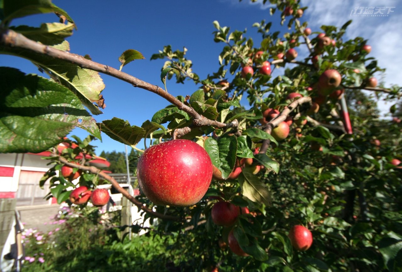 ▲福壽山是全台蜜蘋果最大的產區，9月起即是成熟季節。