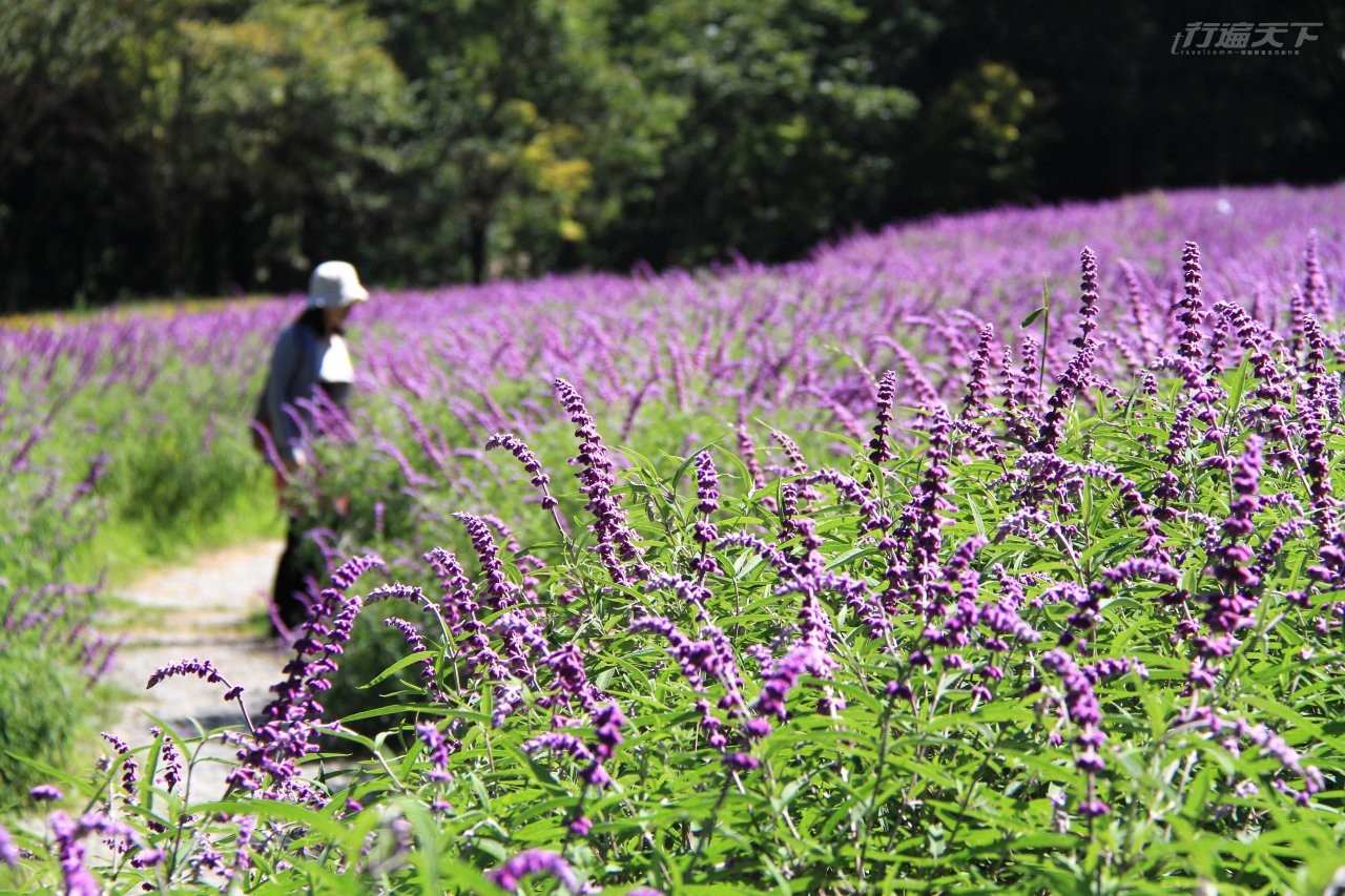 ▲每年的9~10月,是武陵農場的墨西哥鼠尾草花季。