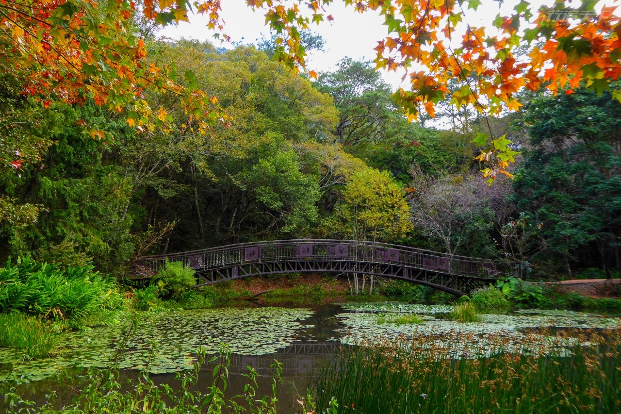 ▲佔地面積約0.5公頃的生態池與楓葉橋，是園區內豐富生態的家園。（圖／奧萬大國家森林遊樂區提供）