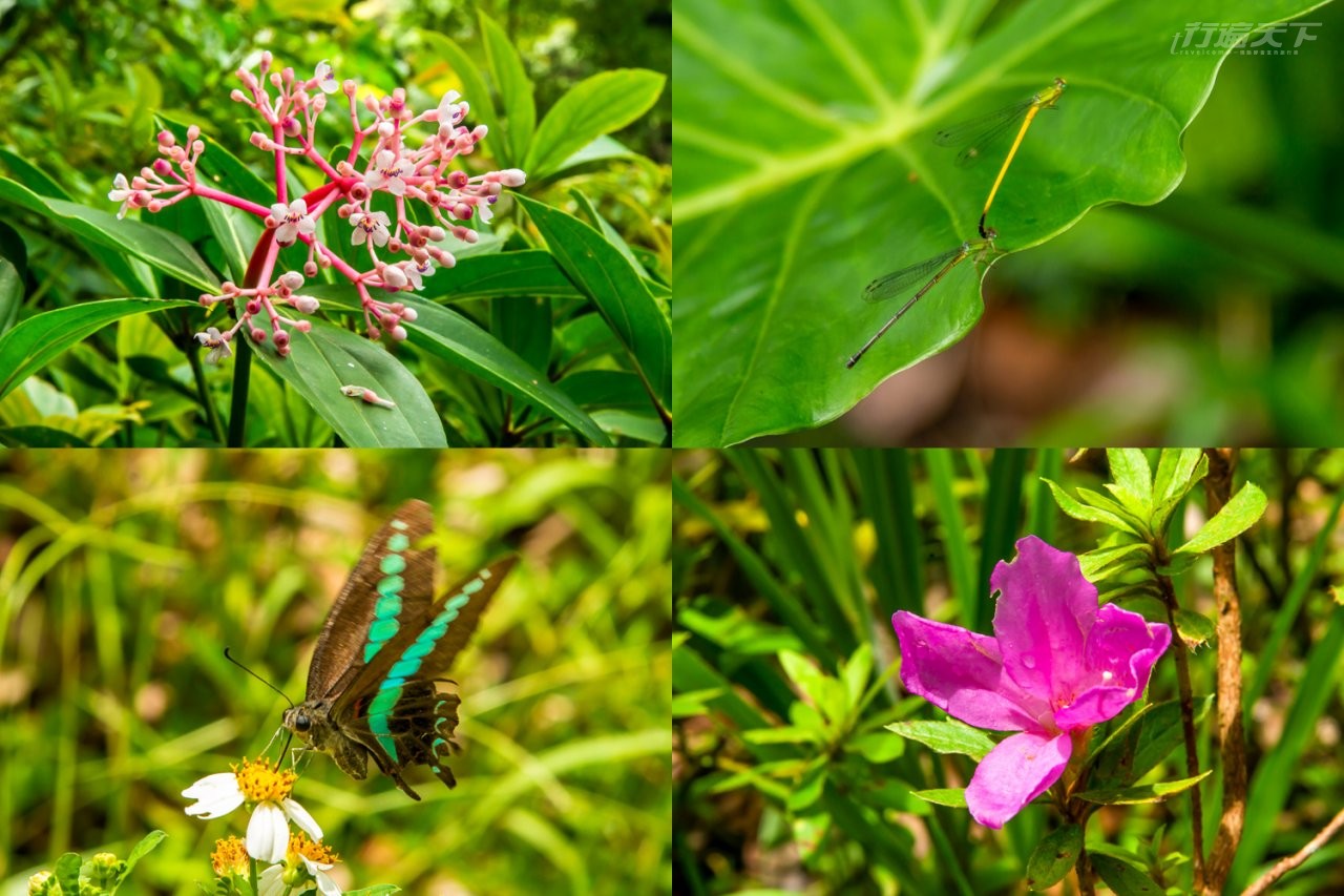 ▲豐富動植物生態,可瞧見台灣特有種植物野牧丹藤、豆娘、台灣原生種烏來杜鵑以及別名青斑鳳蝶的青鳳蝶。