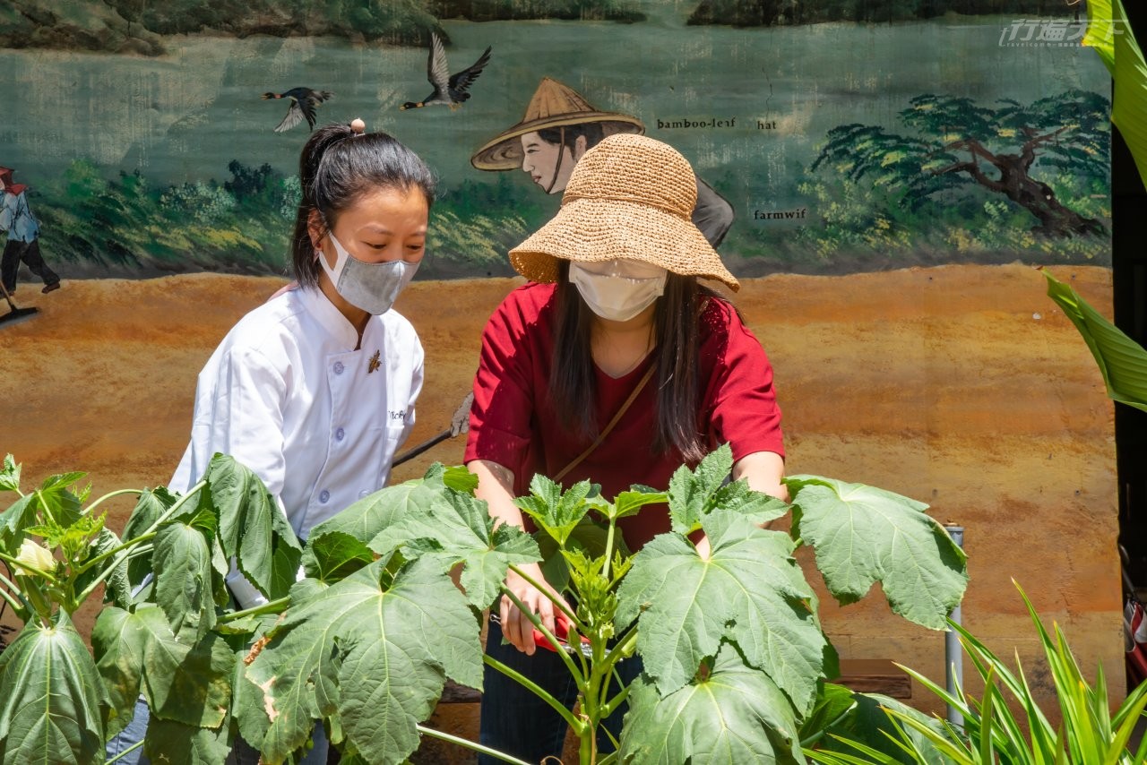 ▲菜園採摘蔬菜