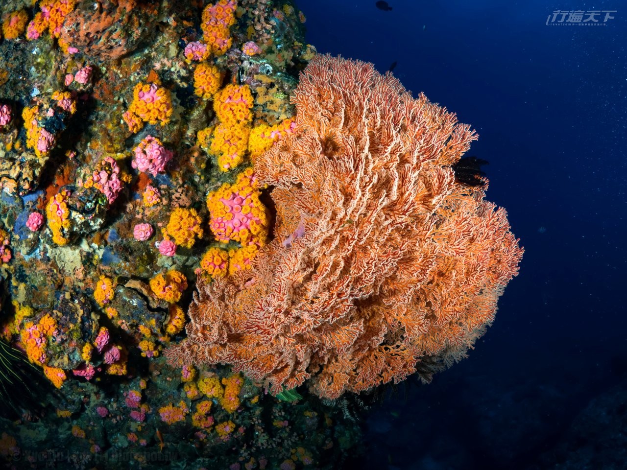 ▲墾丁海洋生態豐富，魚群、軟硬珊瑚遍布。（圖片提供：台灣潛水）