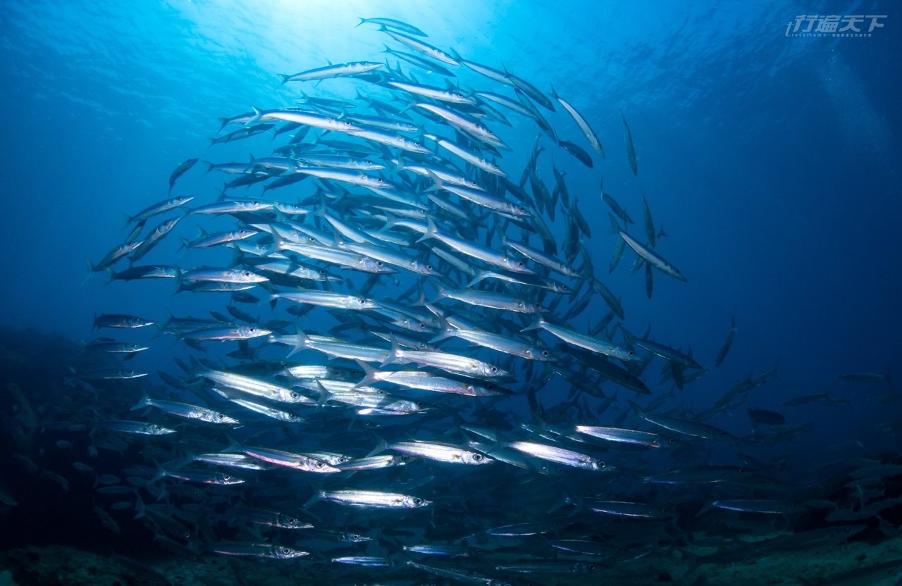 ▲壯觀的梭魚群。(圖片提供:台灣潛水)