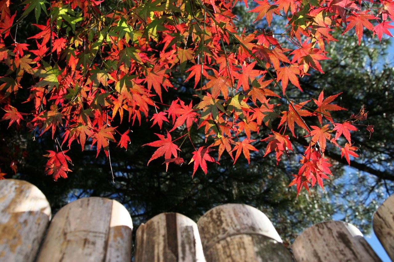 ▲福壽山農場松廬的楓紅加上禪風意境,絕美畫面教人難忘。