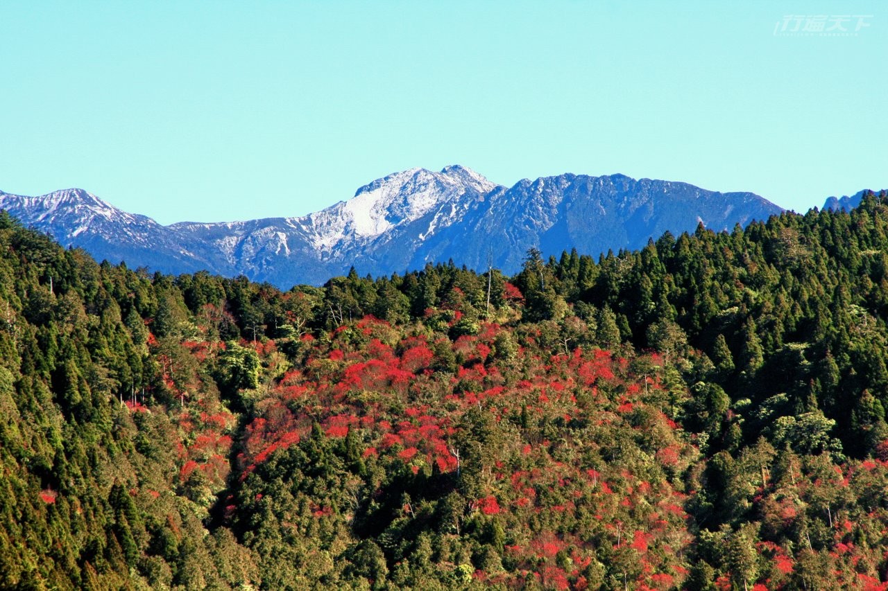 ▲玉山主峰為背景的紅葉,不用健行爬山,在阿里山公路便可瞧見。