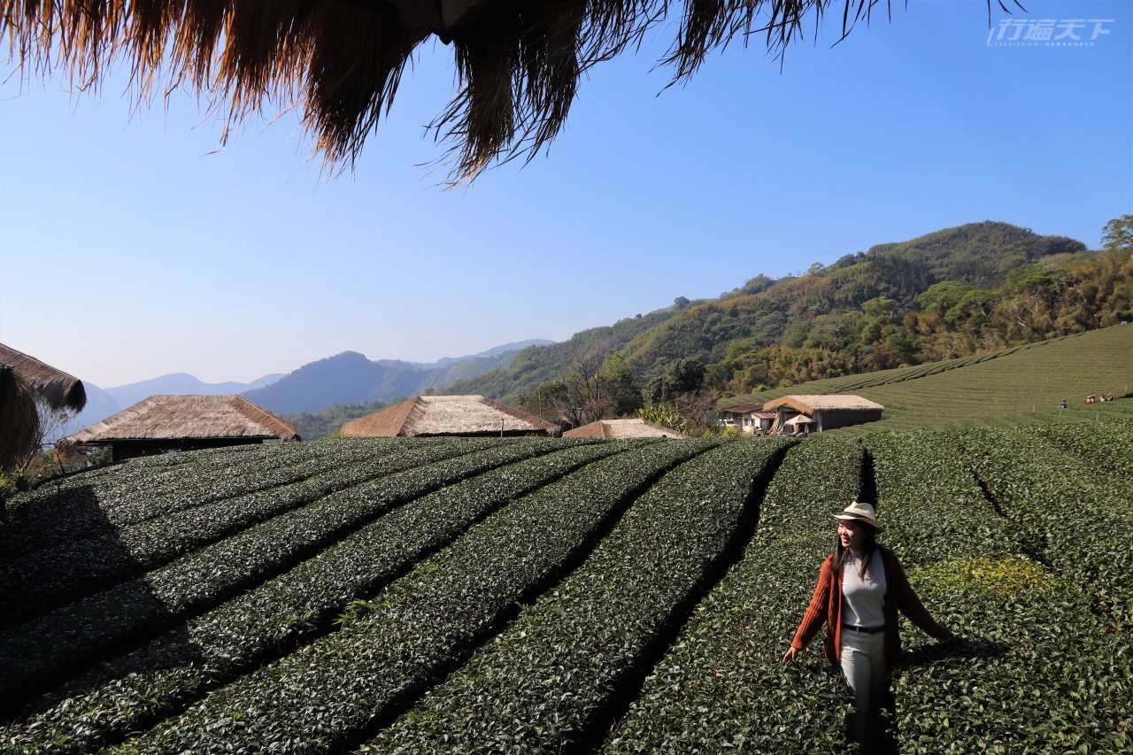 ▲鄒族文化部落所在地優遊吧斯擁有大片美麗茶園，自產的阿里山茶清新香醇。