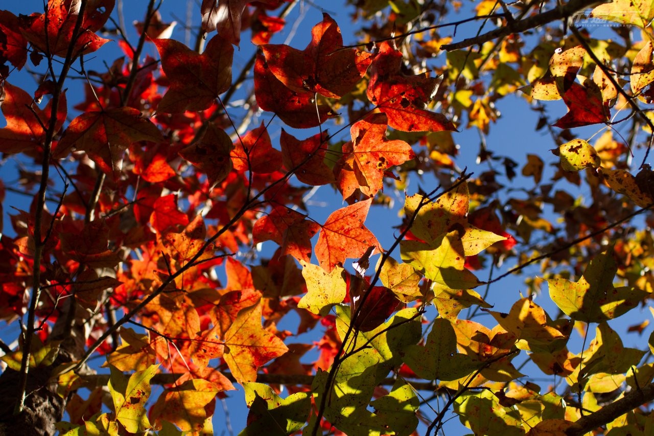 ▲園區裡的楓香樹在冬季樹葉轉紅呈現北國冬日景色,是園區最美的季節。