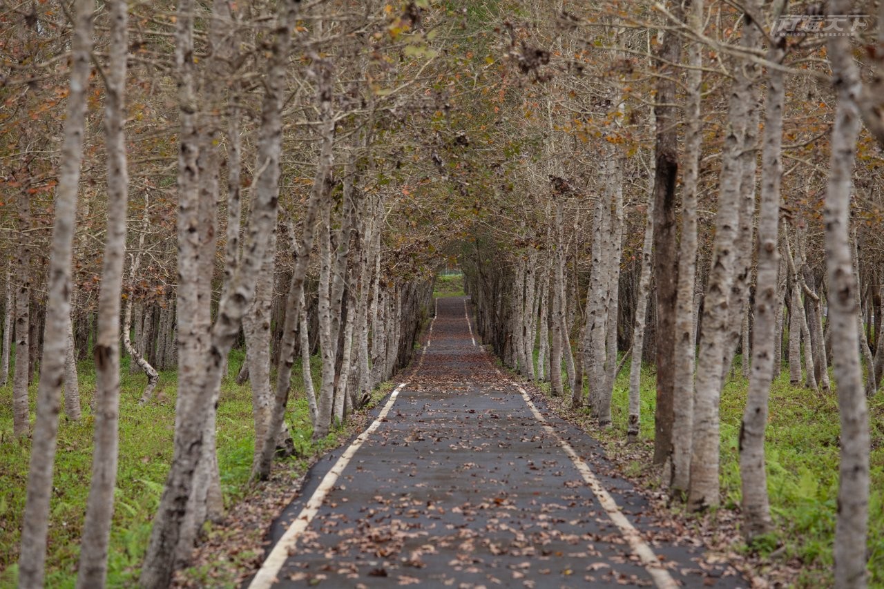 ▲遍地的落葉有蕭瑟的美感。