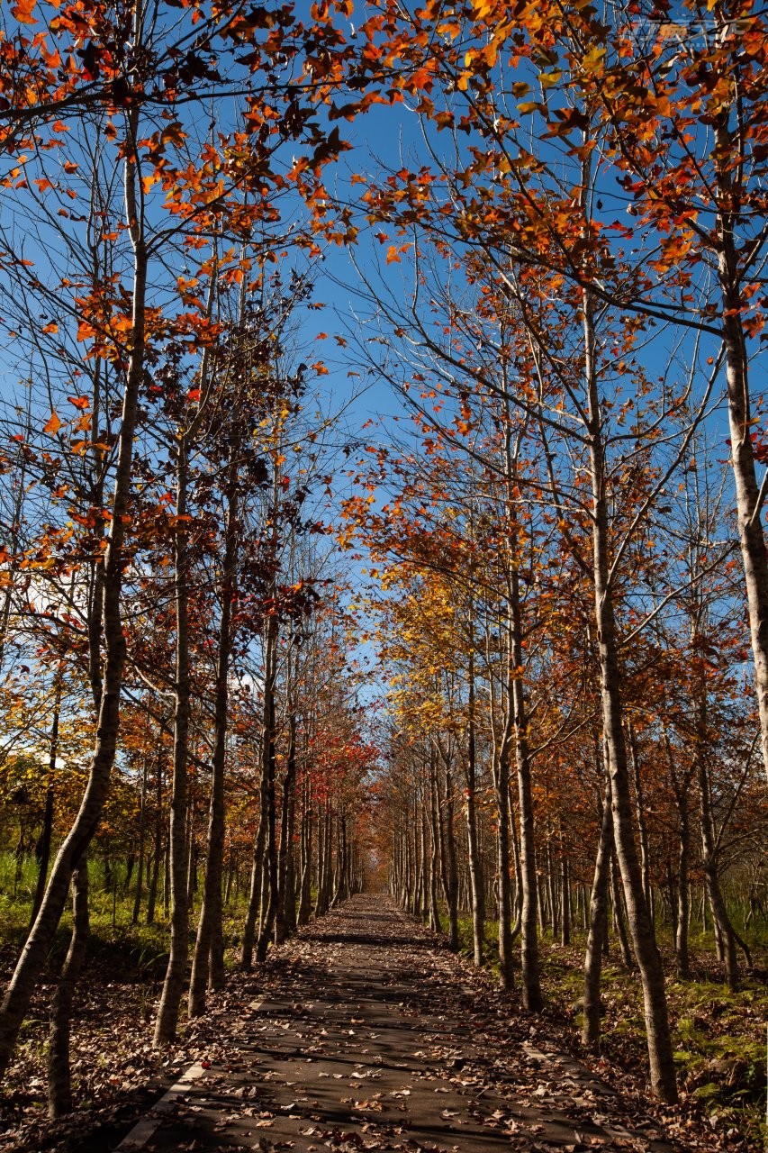 ▲園區裡的楓香樹在冬季樹葉轉紅呈現北國冬日景色，是園區最美的季節。