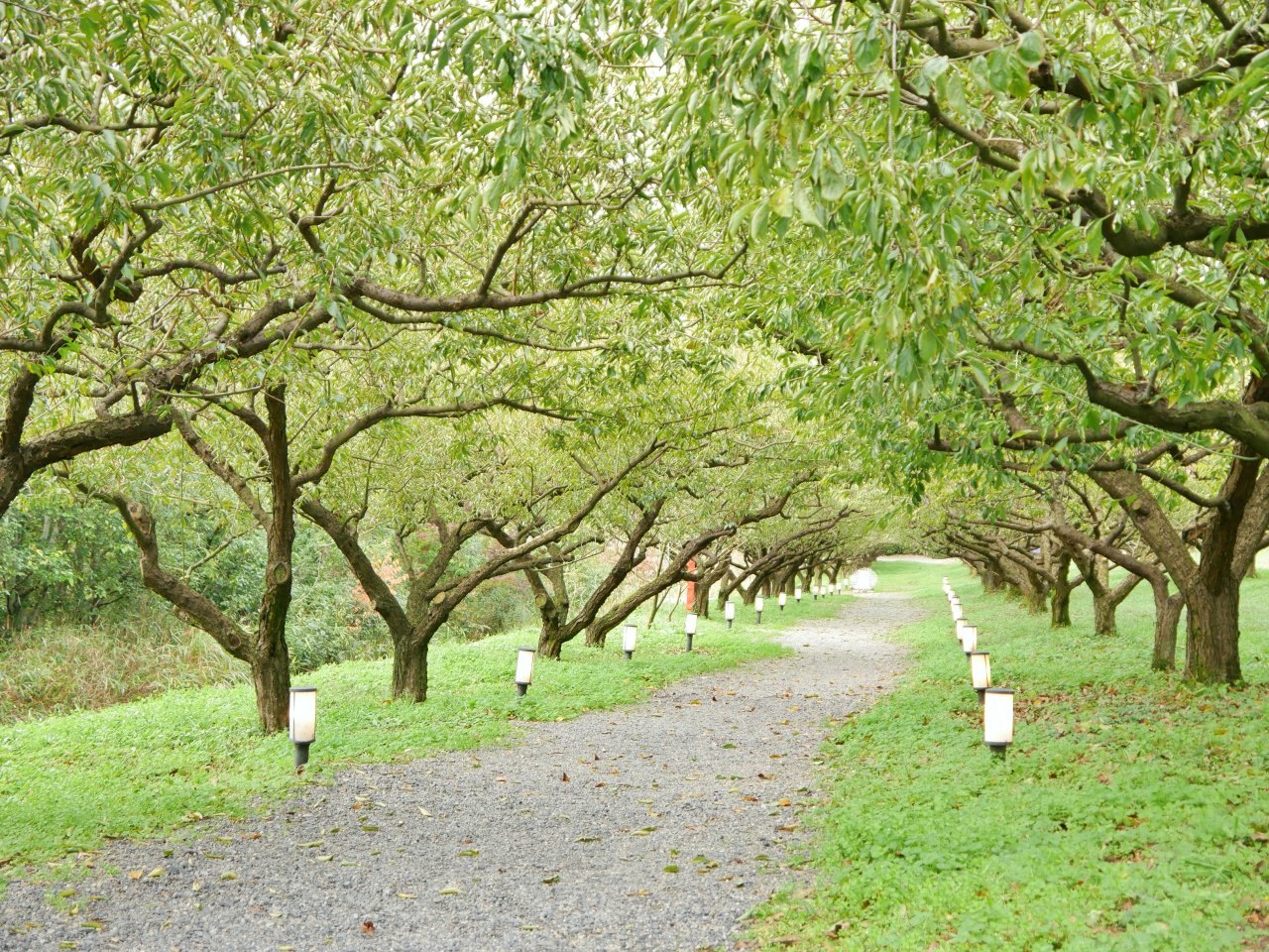 ▲園區後山種有千株「城州白梅」,每年2月底至3月初就會開花,6月下旬至7月初收成果實。