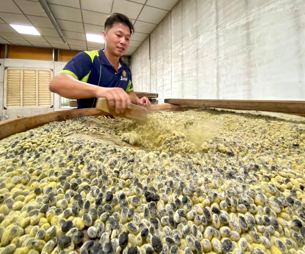 ▲獨家菌種培養出自家的好味道。