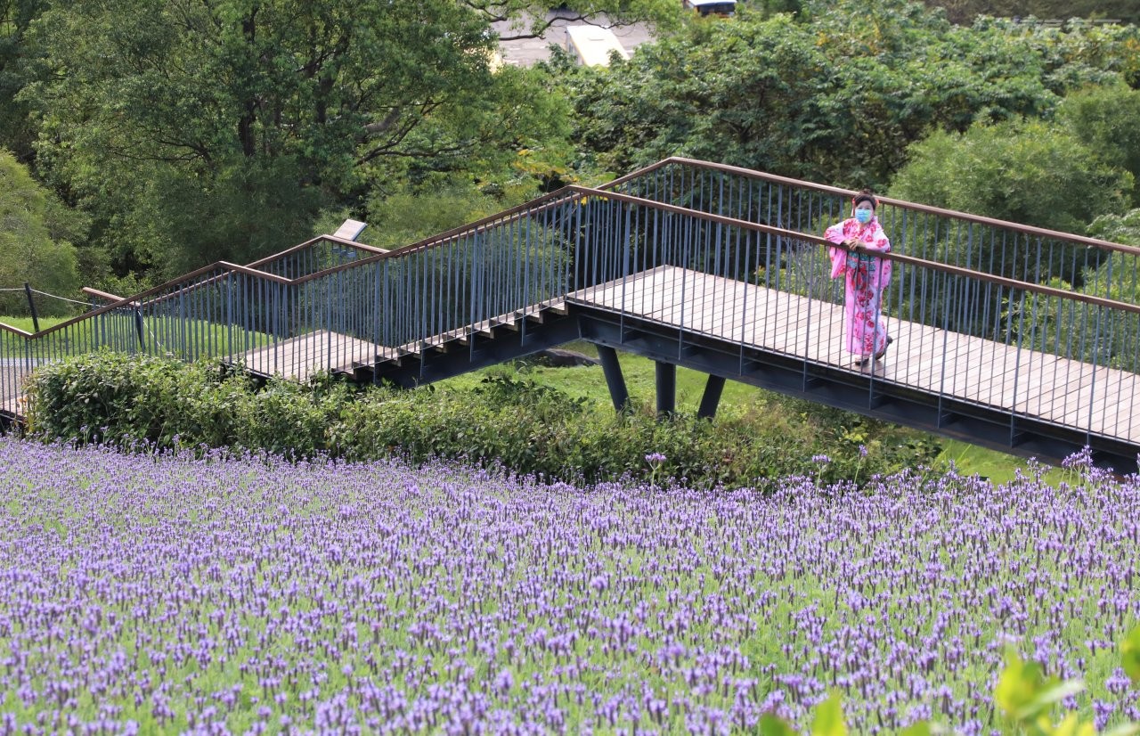 ▲三層崎花海今年加種的16,000盆羽葉薰衣草,是最新賞花焦點,沿著山坡綻放的紫色花海,美輪美奐。