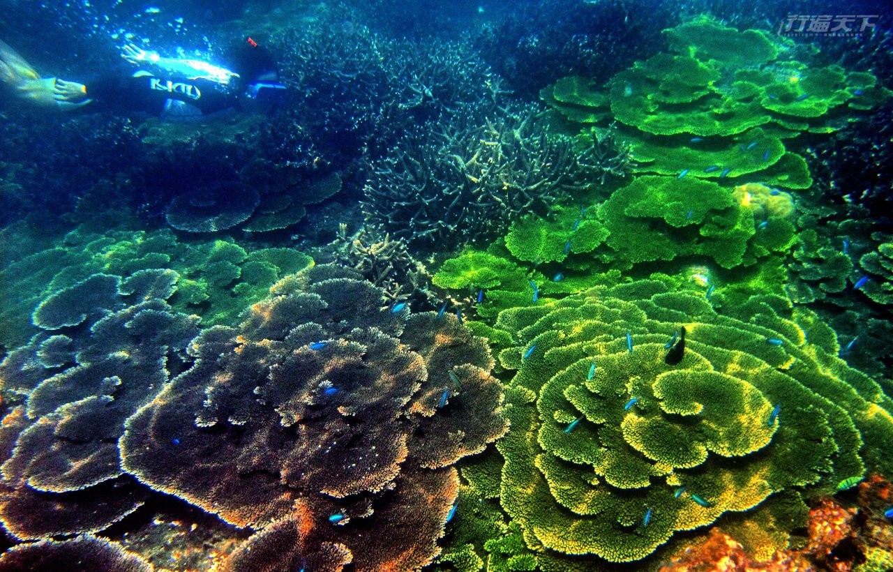 ▲珊瑚覆蓋率極高的海底花園,是南方四島國家公園最受矚目的畫面。