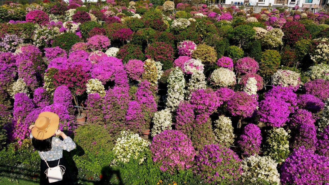 ▲園區佔地約3,000坪,專門培育九重葛的輝豐園藝,是全台最大的九重葛花園,內有40-50種色彩各異的九重葛。