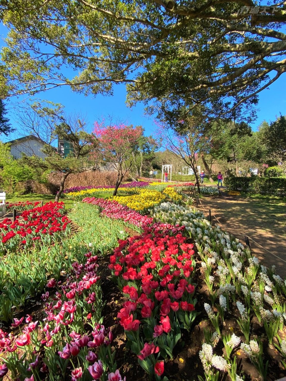 ▲花卉試驗中心入口處的鬱金香花園,以繽紛色彩迎客。