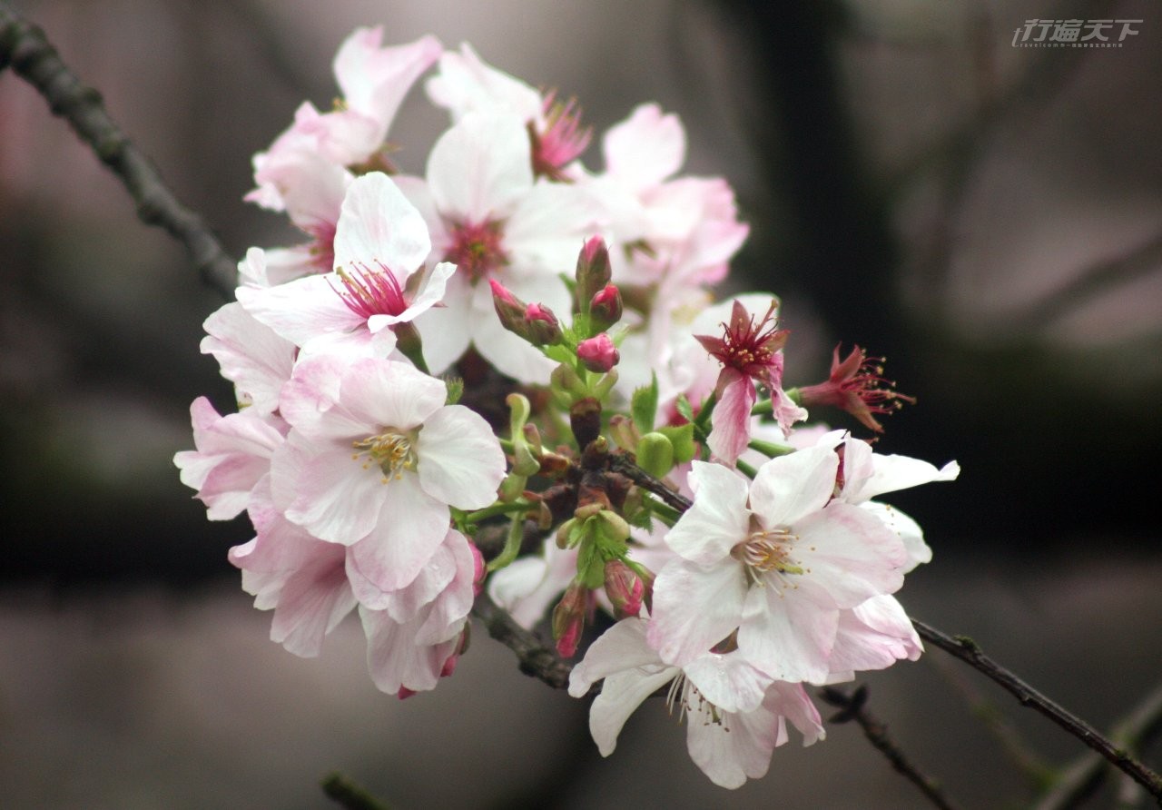 ▲時序進入三月,陽明山的賞櫻焦點將由粉白色的吉野櫻接棒。