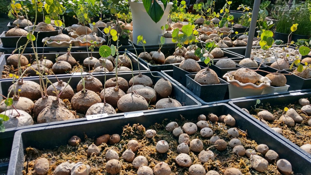 ▲特殊塊莖盆栽-圓葉山烏龜在春天會長出新葉呈傘狀。