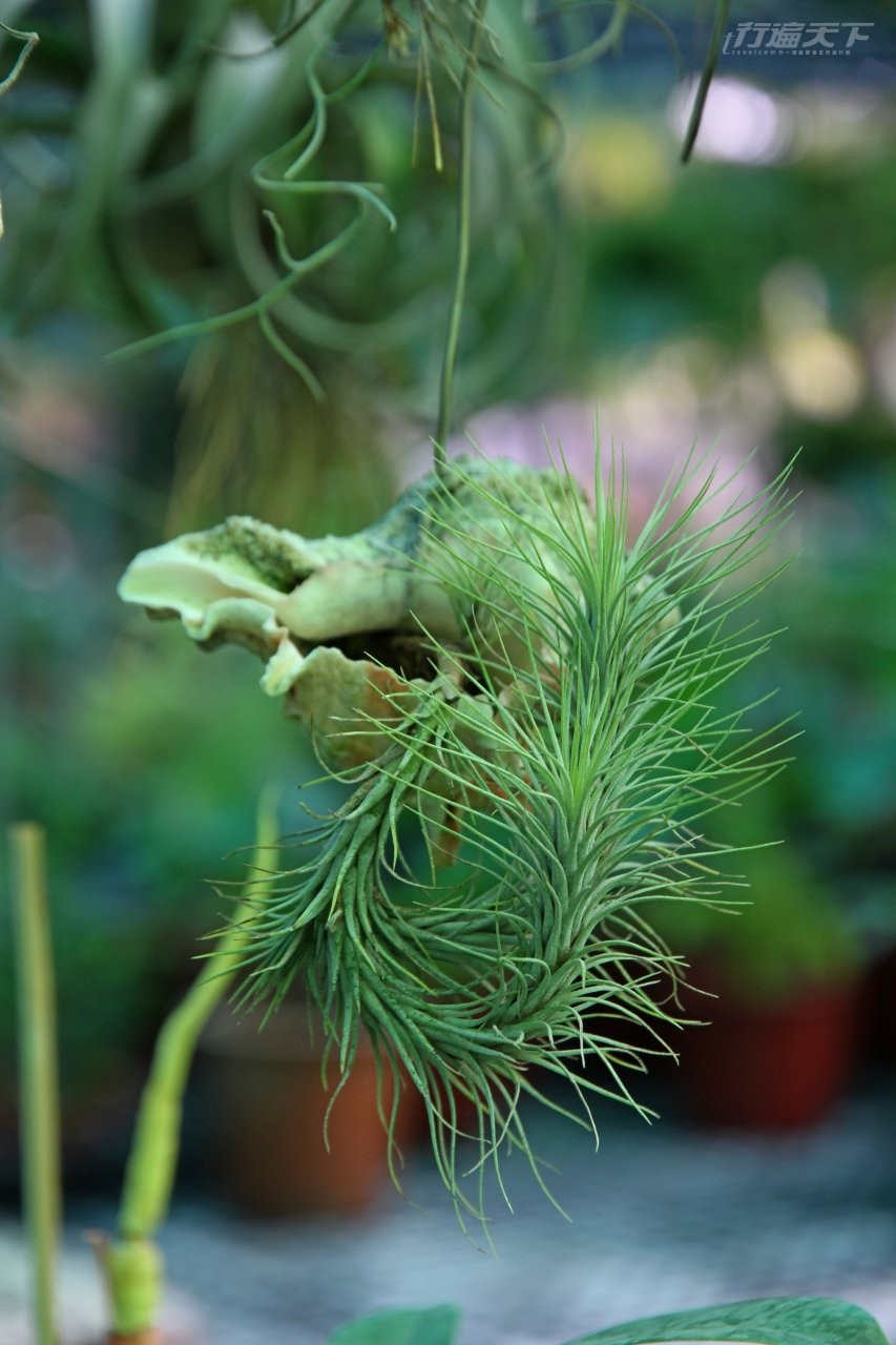▲透過空氣就可得到生存養分的空氣鳳梨。